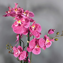 Load image into Gallery viewer, Pink Orchid