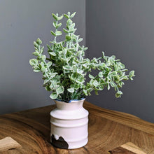 Load image into Gallery viewer, Mini Milk Can Herbs